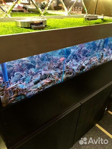Аквариум для раков купить в Санкт-Петербурге | Животные и зоотовары | Авито