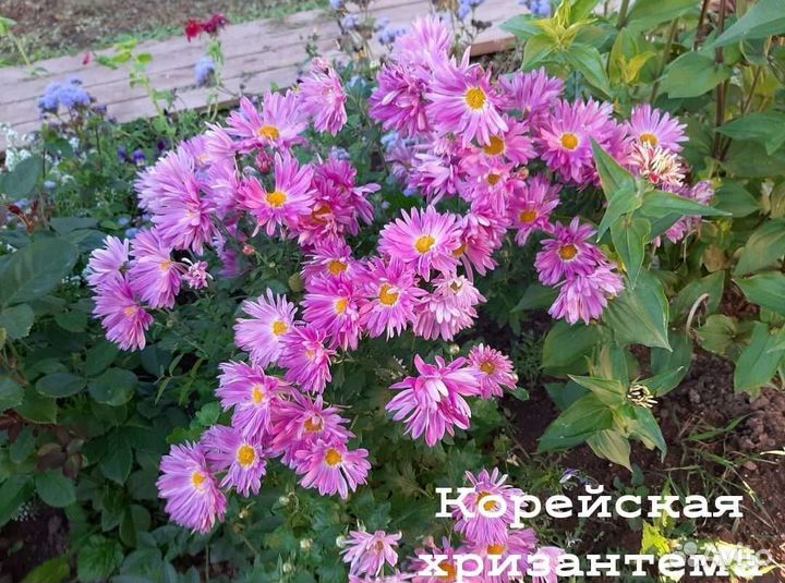 Хризантема