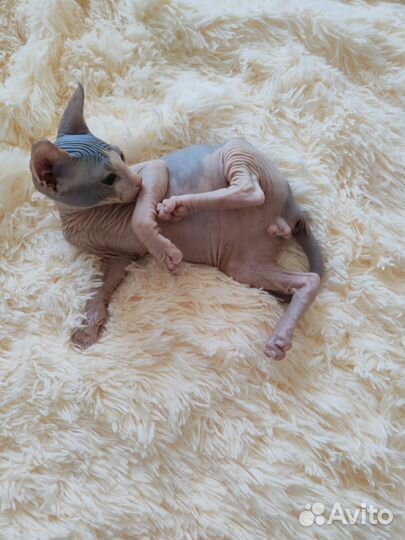 Донской сфинкс котята