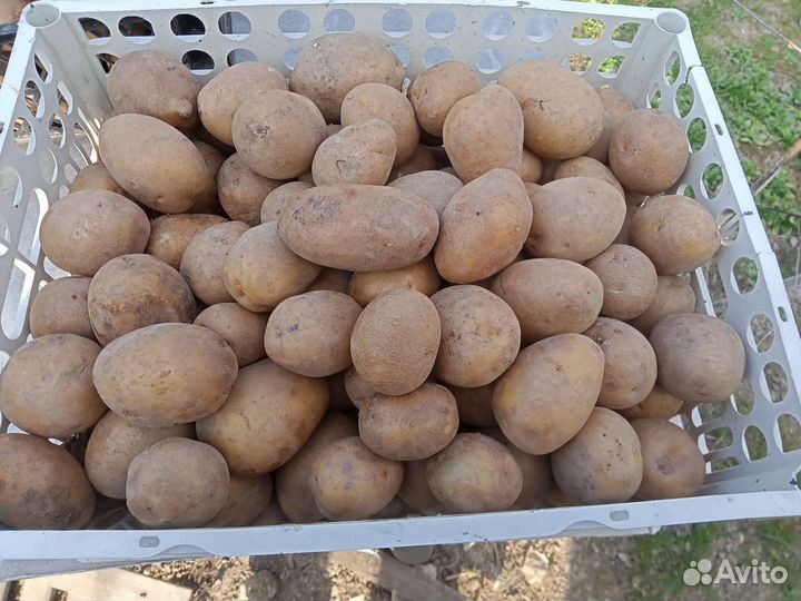 Картошка семенная