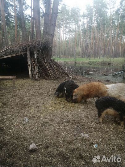 Венгерская мангалица