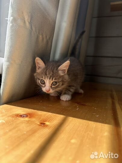 Котенок девочка в добрые руки