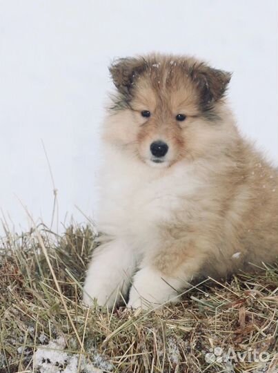 Щенки колли