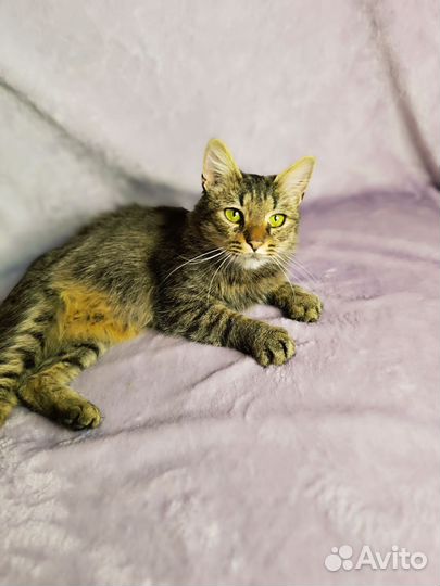 Кошка в добрые руки