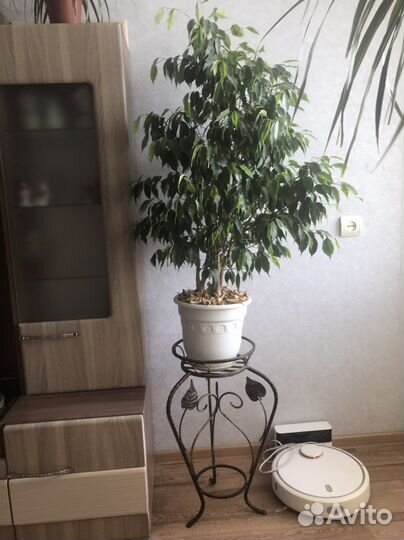 Фикус Бенджамина, подставка под цветок