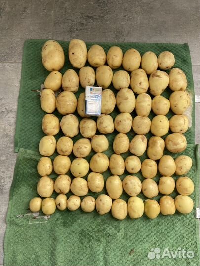 Картофель колобо, ривьера семенной и товарный