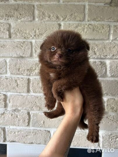 Шоколадки и кремик