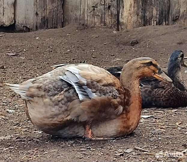 Руанская утка