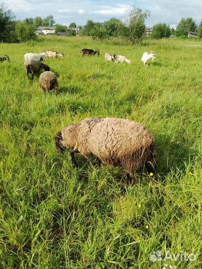 Овцы,бараны, ягнята,козы