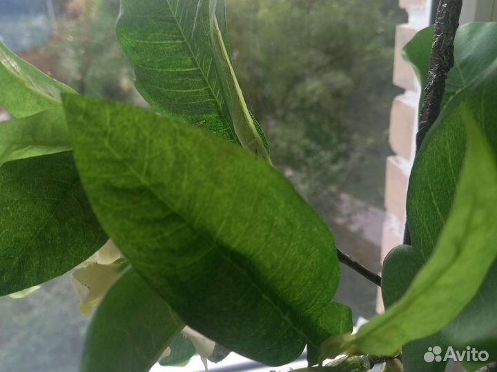 Цветы искусственные (3 вида)