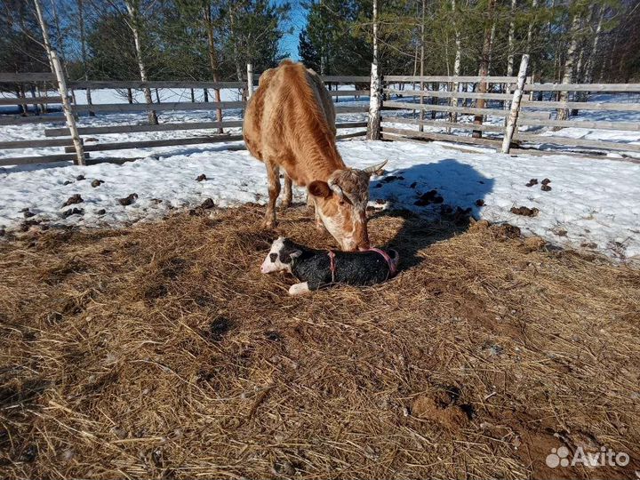 Молоко коровье