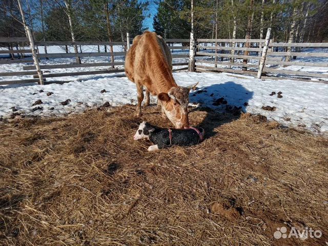 Молоко коровье