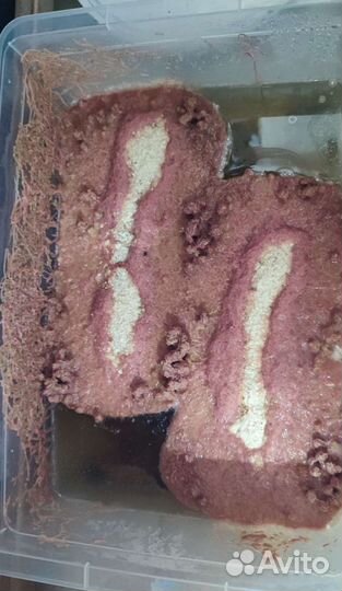 Трубочник живой Изя разводной