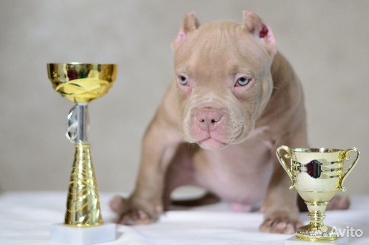 Американский булли экзот
