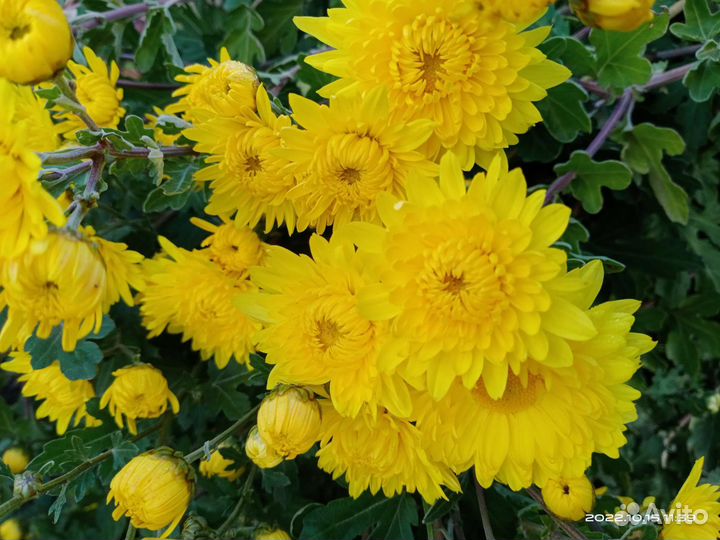 Хризантема морозоустойчивая