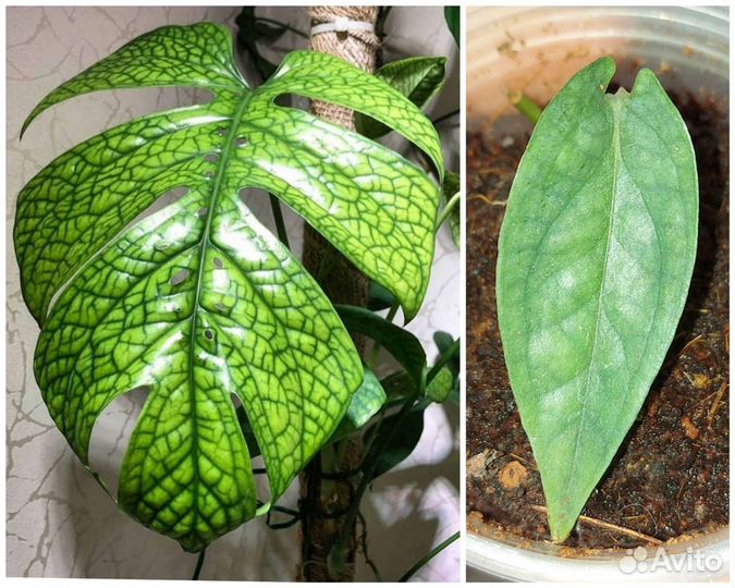 Монстеры, сингониумы, филы