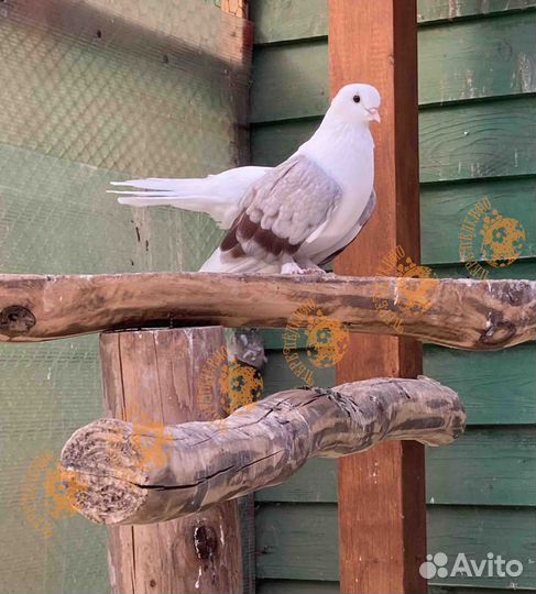 Голуби Статные Чилики