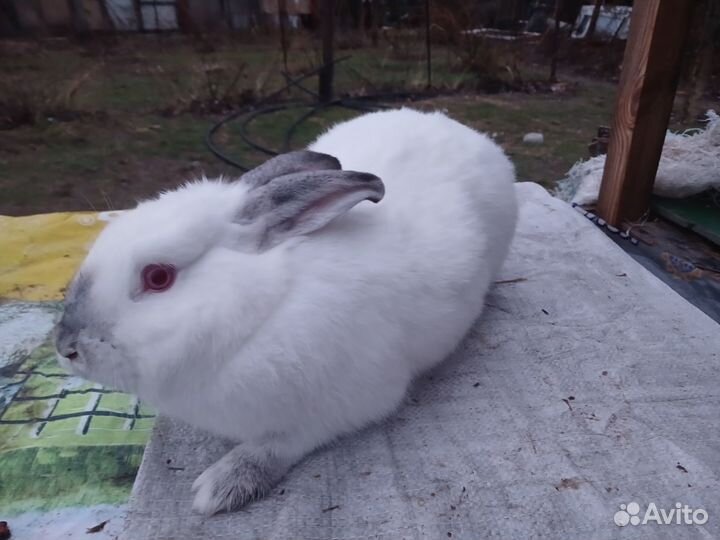 Кролики мясных пород