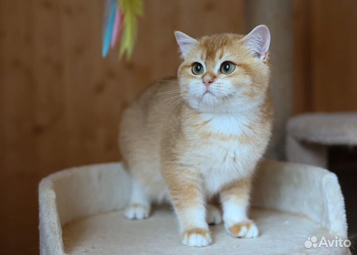 Британская кошка