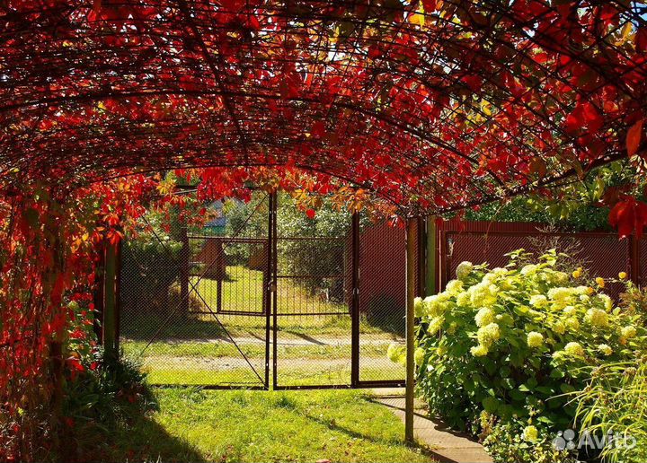 Лиана девичий виноград