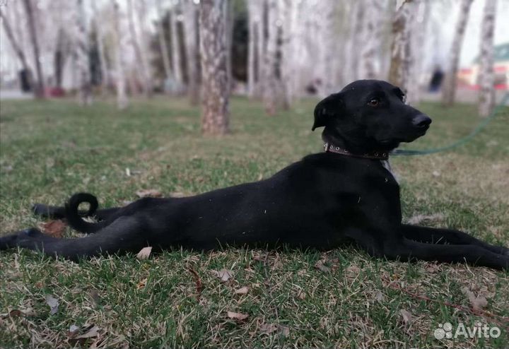Метис борзой и бесенджи в добрые руки