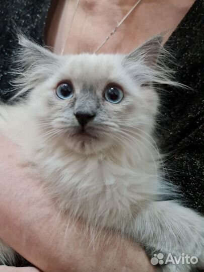 Кот для вязки