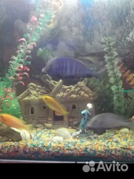 Аквариумные рыбы