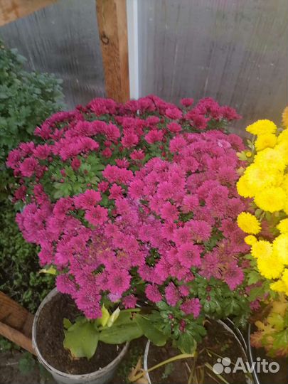 Хризантемы мультифлора черенки