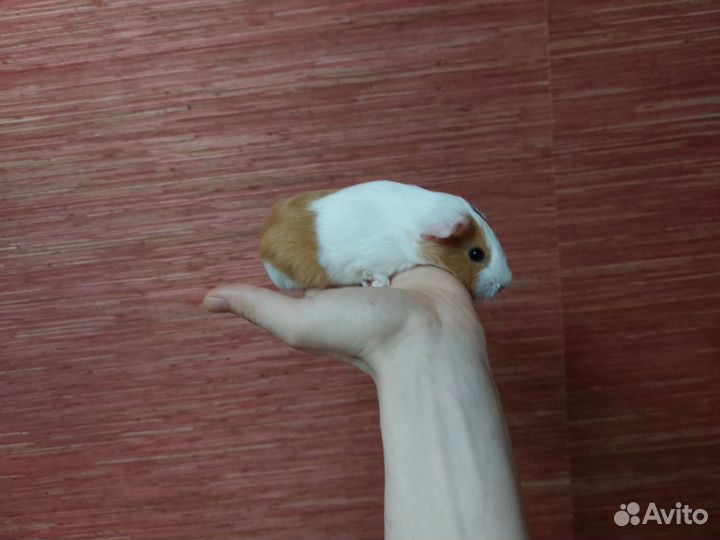 Морская свинка