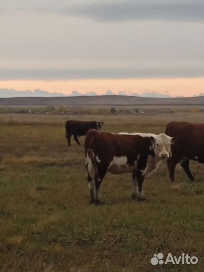 Бык,бычки и телочки