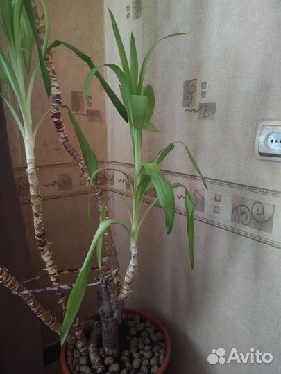 Пальма юкка в горшке