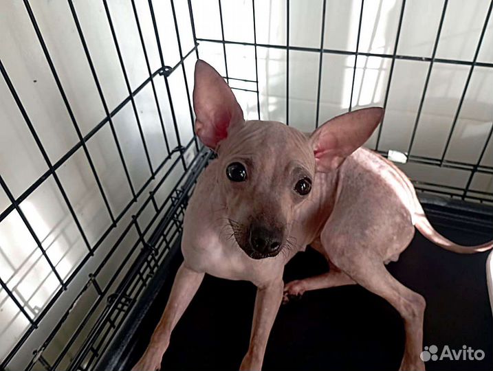 Американский голый терьер