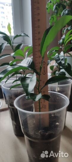 Мандариновое дерево 7 мес