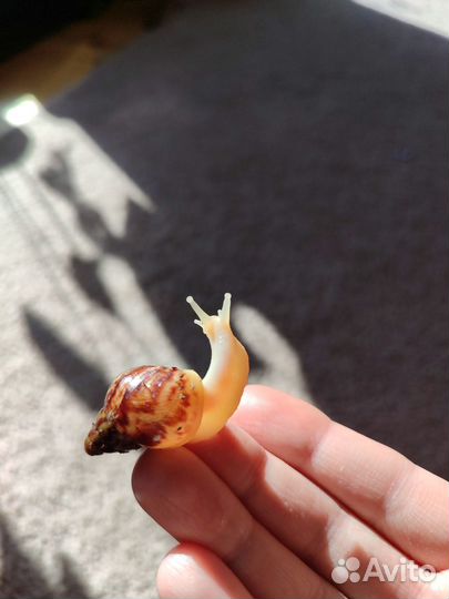 Улитки Ахатина Ретикулята Альбино