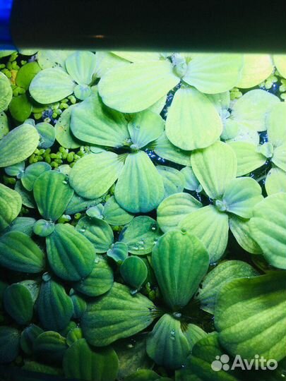 Аквариумные растения