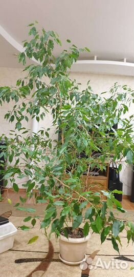 Фикус бенджамина