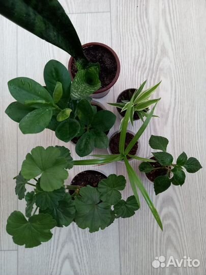 Набор растений цена за все