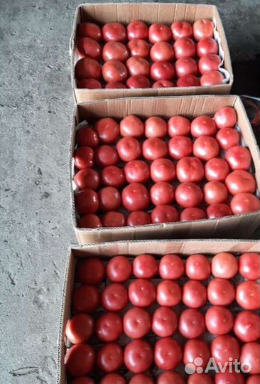 Помидоры розовые опт