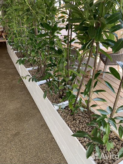 Лавровишня 80-100см С3