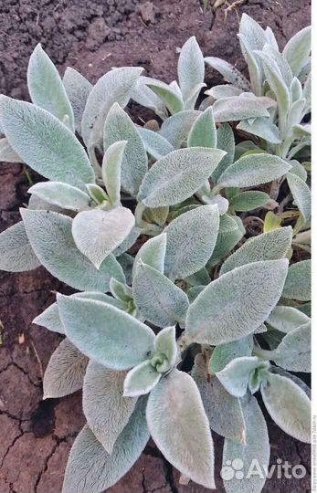 Растения для сада