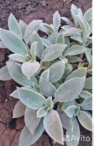 Растения для сада