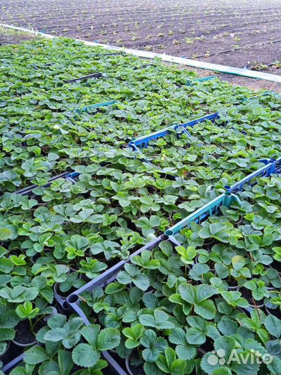 Рассада клубники