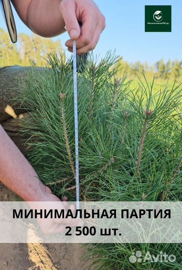 Саженцы ели европейской окс от производителя