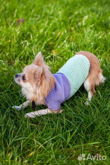 Одежда для собак на заказ