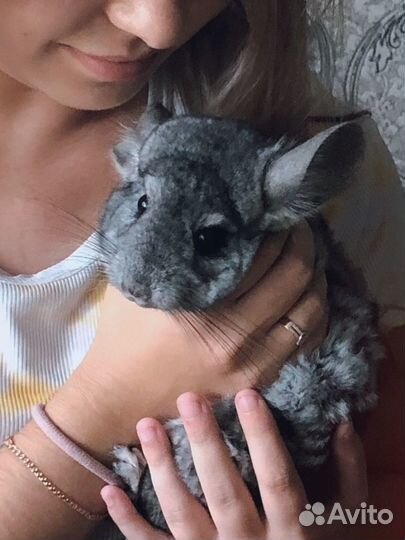 Шиншилла