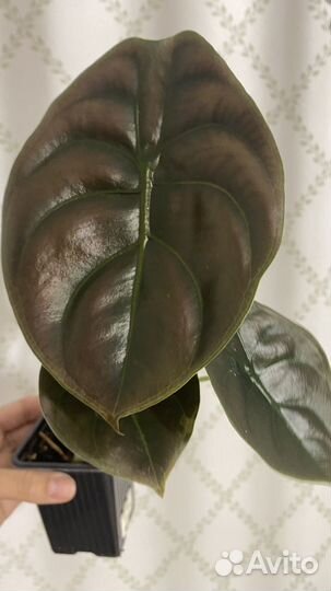 Алоказия медная