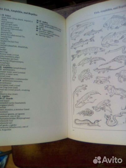 Словарь oxford duden в картинках