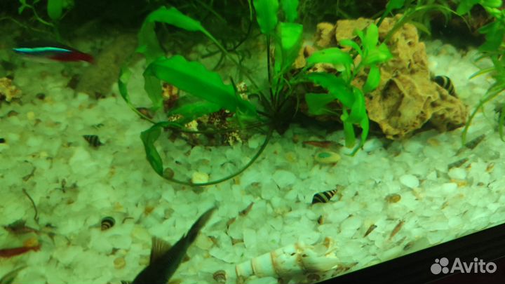 Улитки хелены