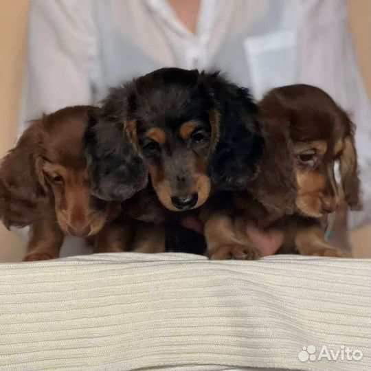 Длинношерстная миниатюрная такса