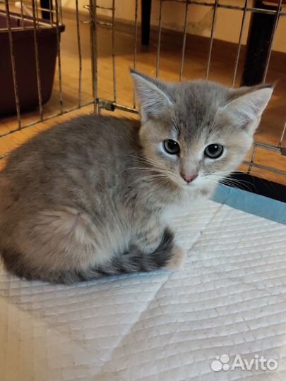 Кошечка- красавица